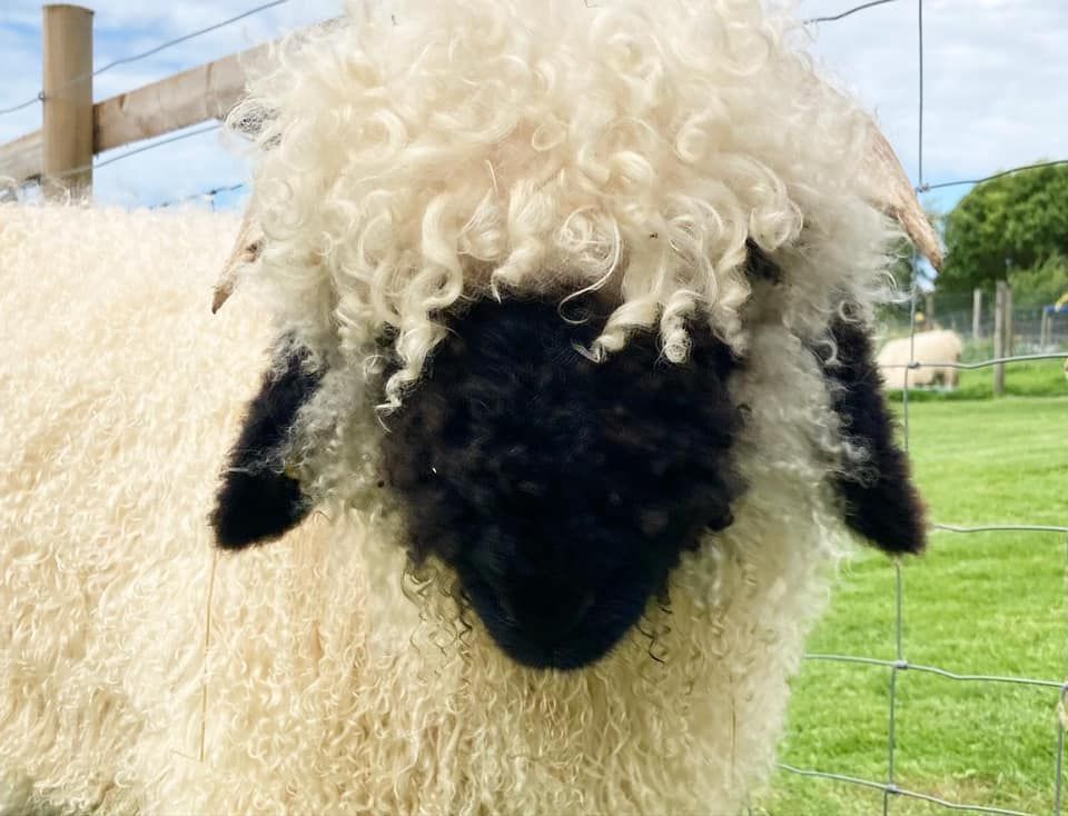 Welcoming new residents